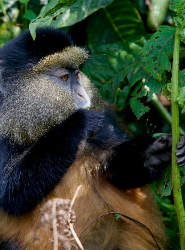 Golden monkey in Volcanoes National Park, Rwanda