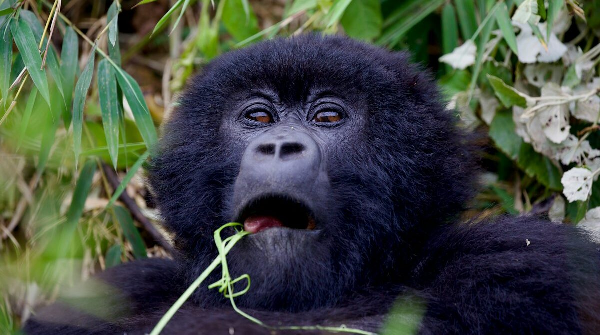 Golden Monkey Trekking in Rwanda: Permits, Costs and What to Expect