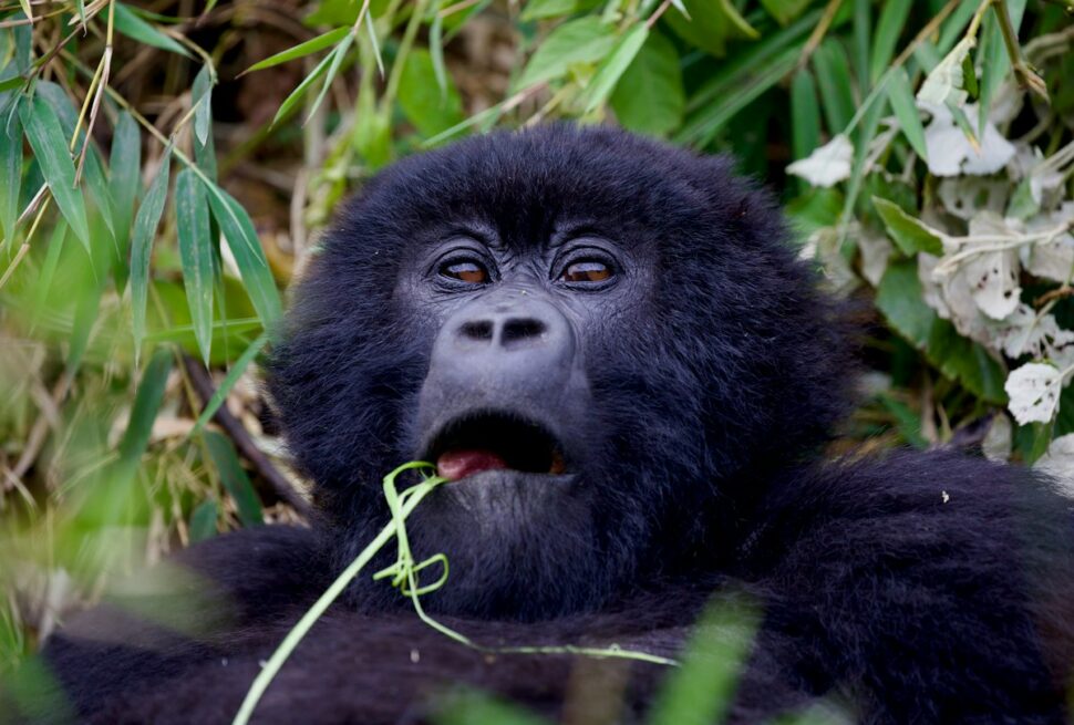 Golden monkey trekking in Rwanda – a mountain gorilla feeding in the forest of Volcanoes National Park, where the treks begin