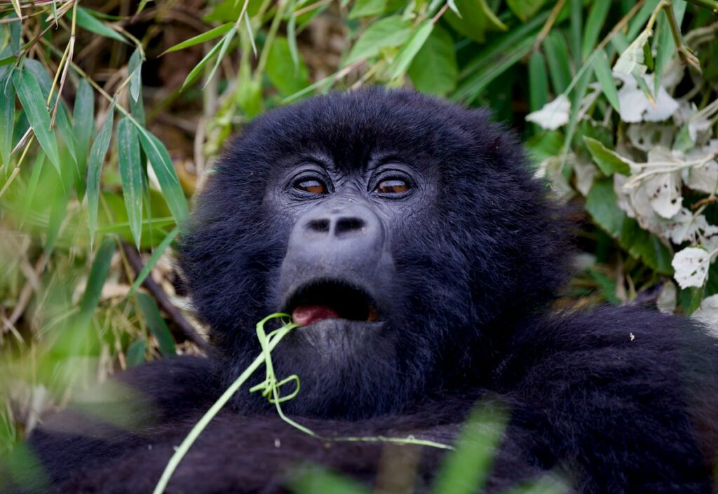 Mountain gorilla on a budget Rwanda safari