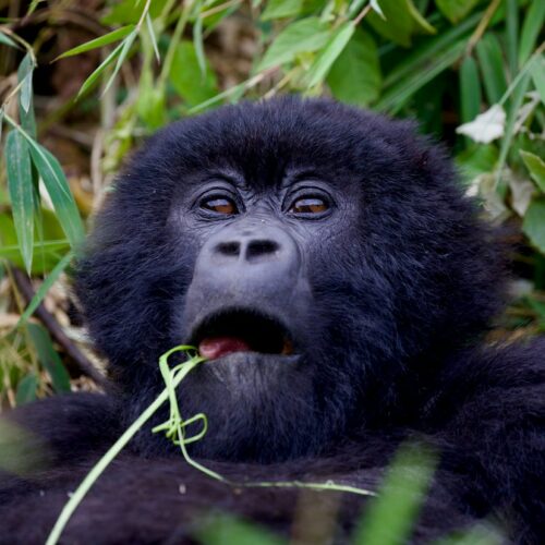 Mountain gorilla on a budget Rwanda safari