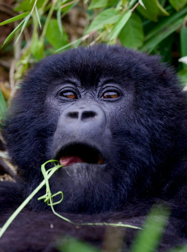 Mountain gorilla on a budget Rwanda safari