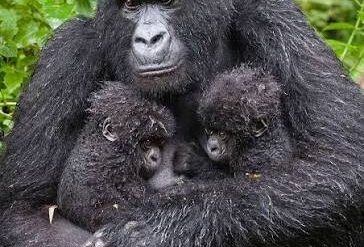 gorilla-in-rwanda