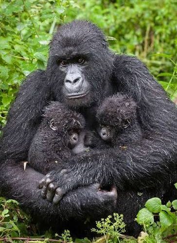 gorilla-in-rwanda