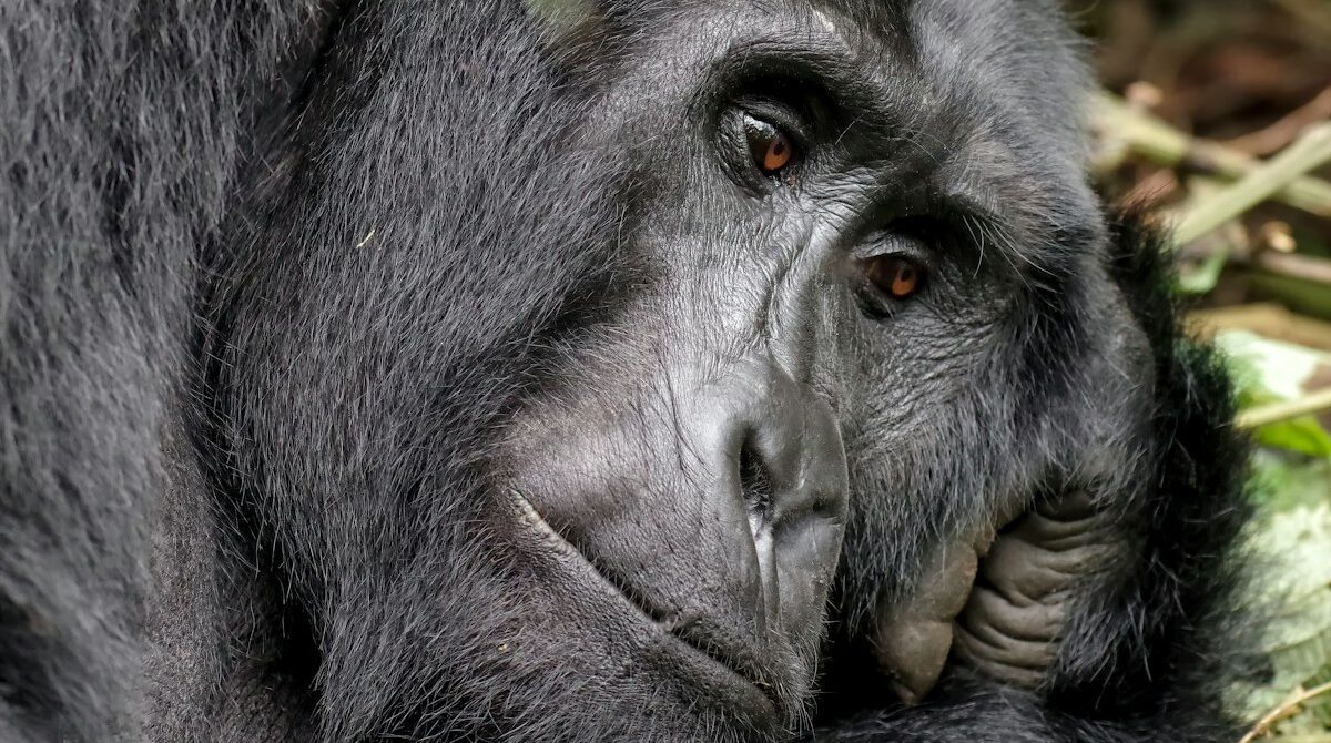 Gorilla Trekking in Rwanda: The Complete Guide to Permits, Costs and the Best Time