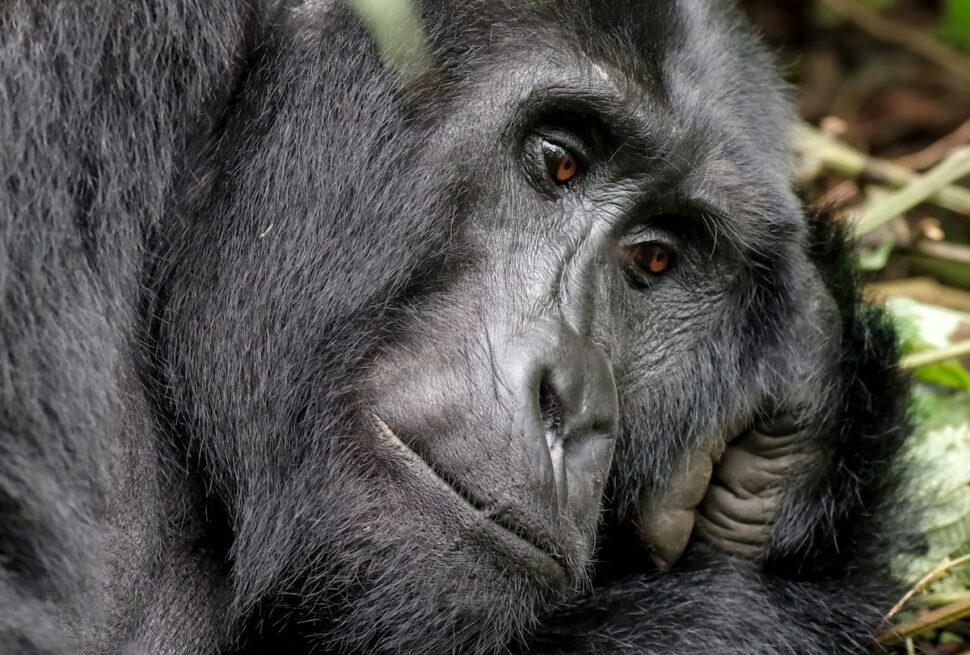 Gorilla trekking in Rwanda - mountain gorilla lying on green grass in Rwanda
