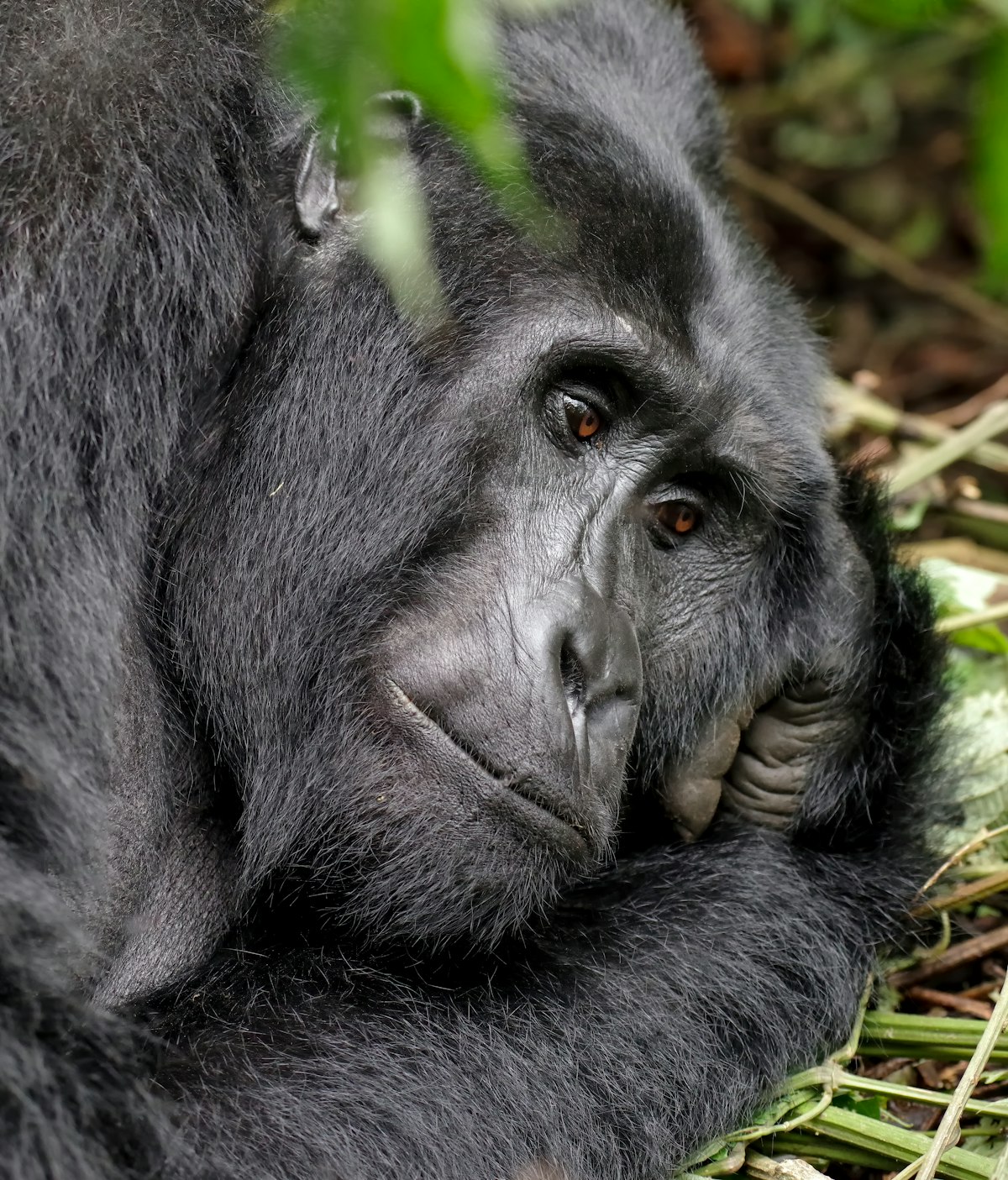 Gorilla trekking in Rwanda - mountain gorilla lying on green grass in Rwanda