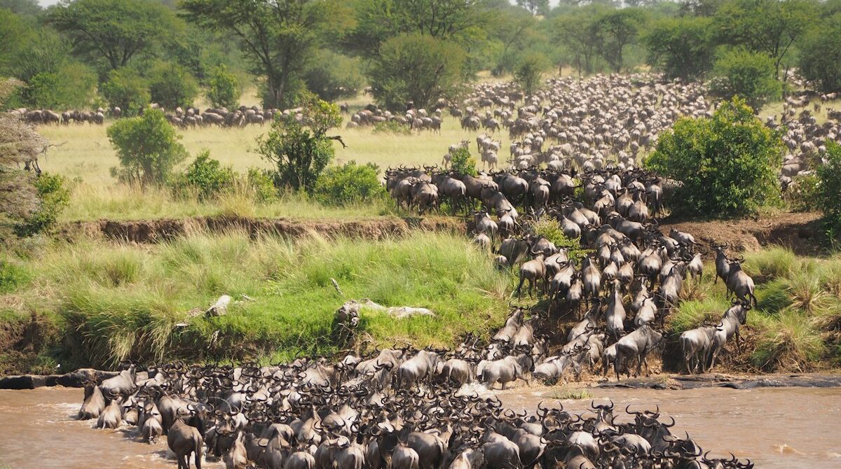 Great Migration Month by Month: Where the Herds Are and When to Go