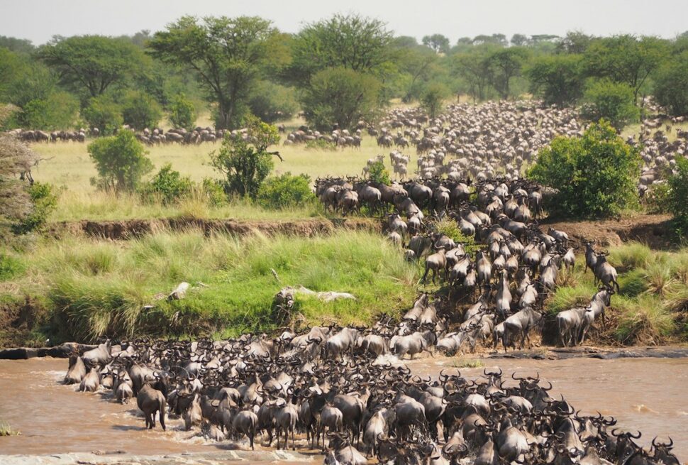 Great migration month by month - wildebeest crossing the Mara River in Serengeti National Park, Tanzania