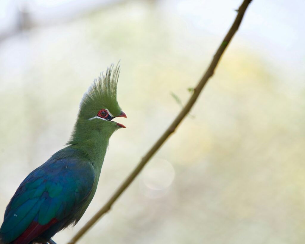 Green and blue turaco perched in a tree