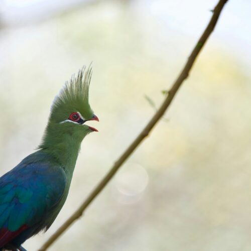 Green and blue turaco perched in a tree