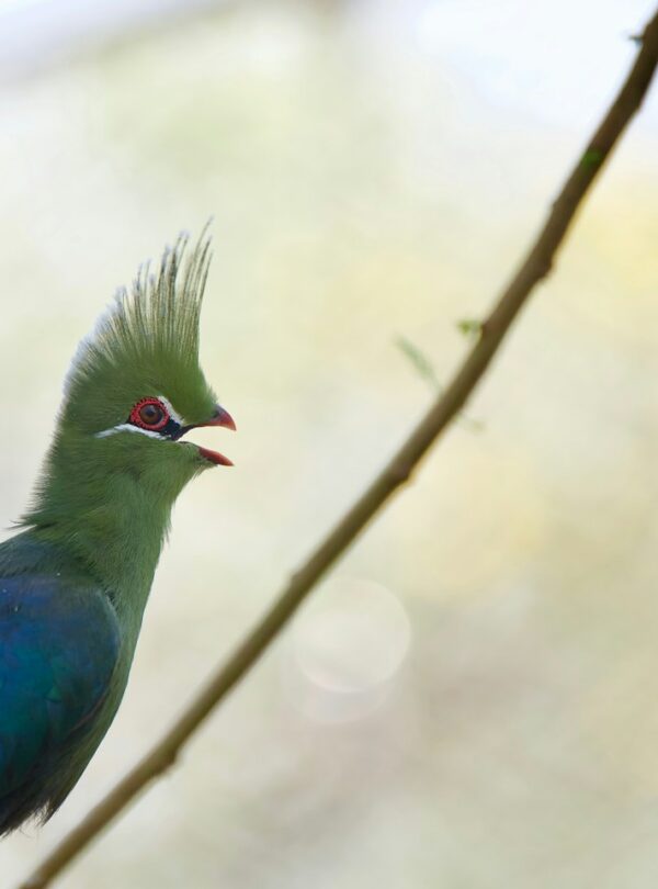 Green and blue turaco perched in a tree