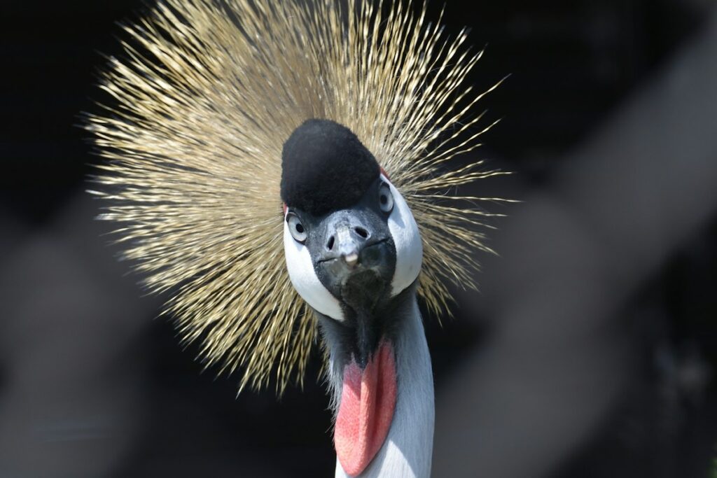 Grey crowned crane close-up