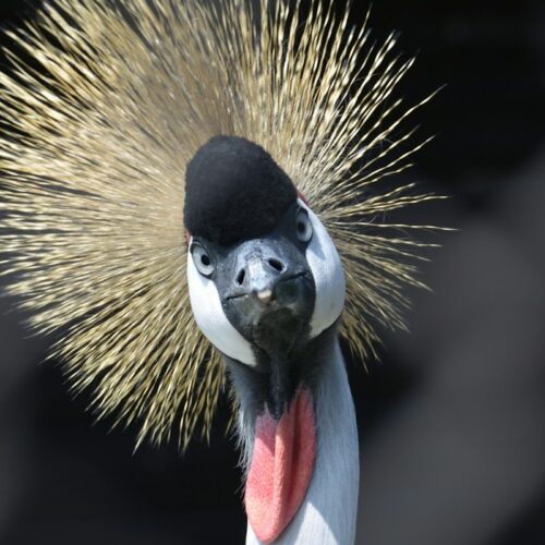 Grey crowned crane close-up