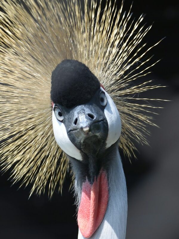Grey crowned crane close-up