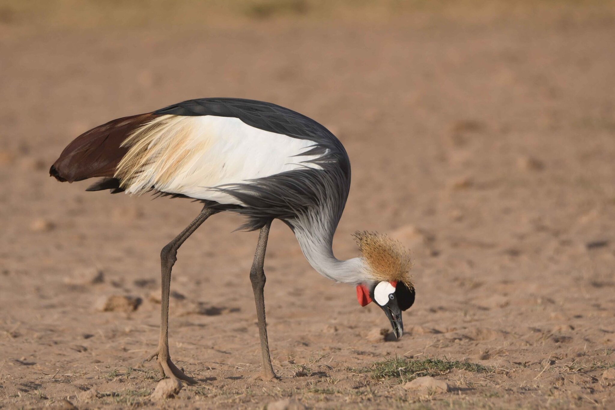 grey-crowned-crane-in-kenya