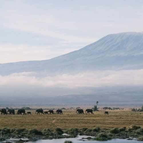 Herd of elephants crossing the plains below Kilimanjaro