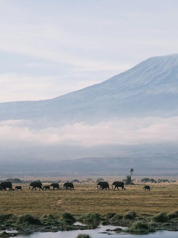 Herd of elephants crossing the plains below Kilimanjaro