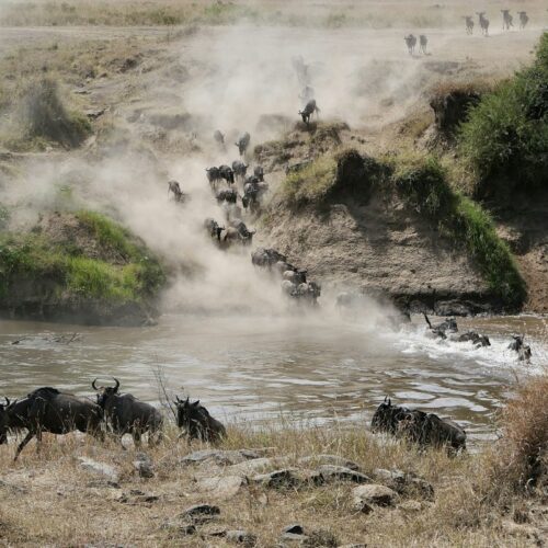 Herd of wildebeest walking across a river