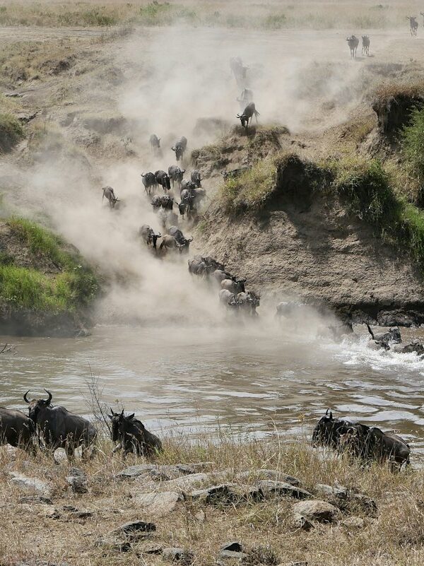 Herd of wildebeest walking across a river