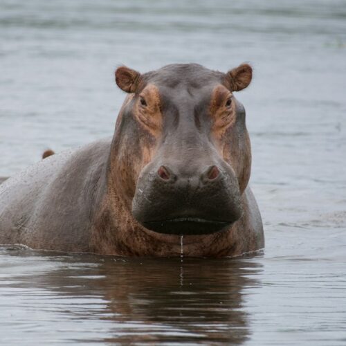 Hippo in the water, often seen on Akagera boat cruises