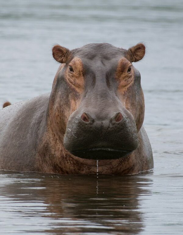 Hippo in the water, often seen on Akagera boat cruises