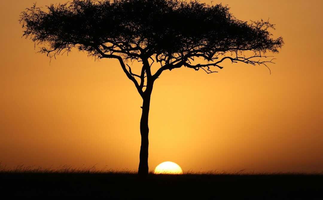 Kenya Honeymoon Safari: Where to Go, Best Time, Costs and Itineraries
