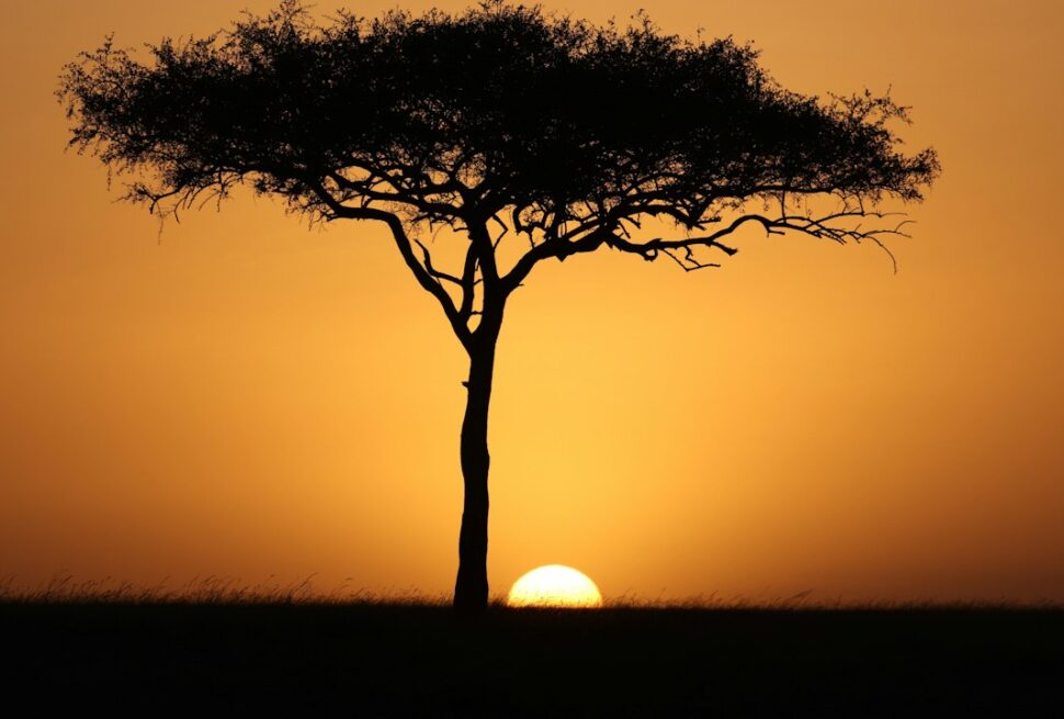 Kenya honeymoon safari – acacia tree silhouetted at sunset in the Masai Mara