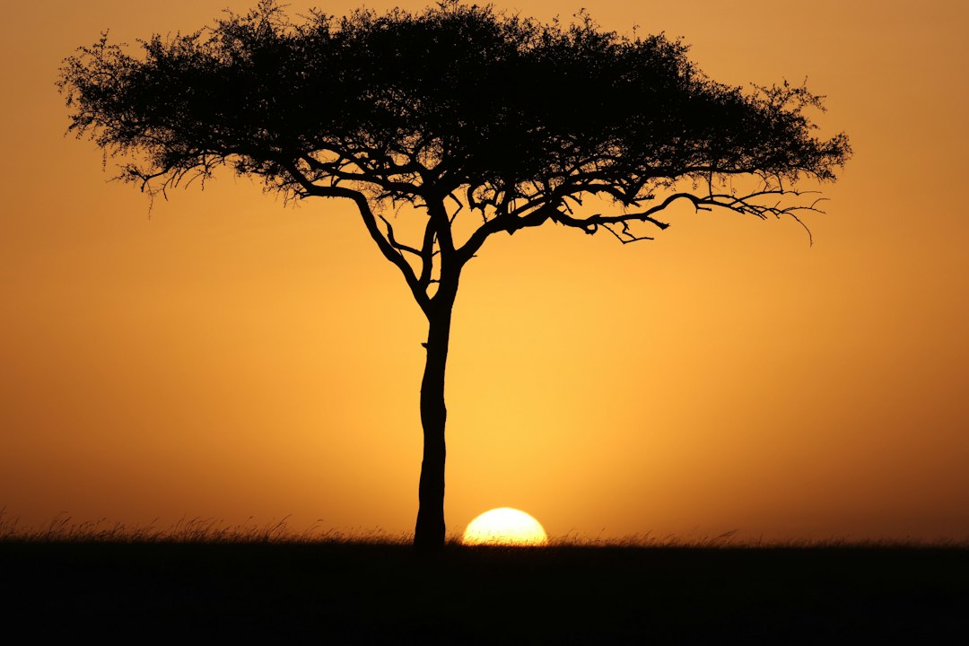 Kenya honeymoon safari – acacia tree silhouetted at sunset in the Masai Mara
