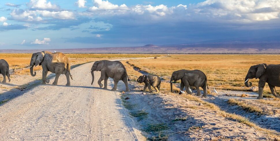 Kenya safari cost - a family of elephants walking along a trail in Amboseli, Kenya, with the slopes of Kilimanjaro behind