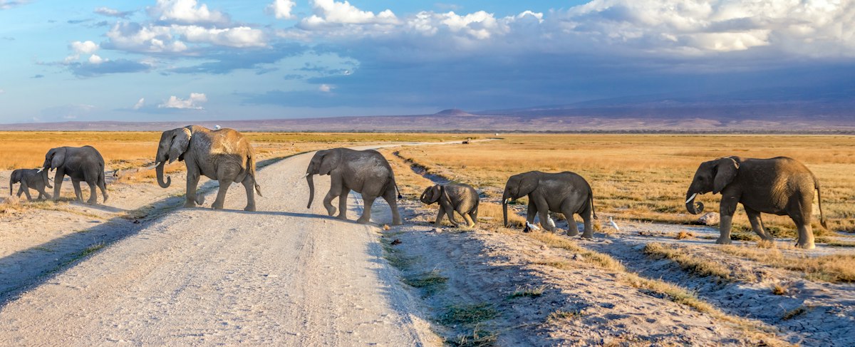 Kenya Safari Cost: Real Prices Per Day, Per Tier and Per Season
