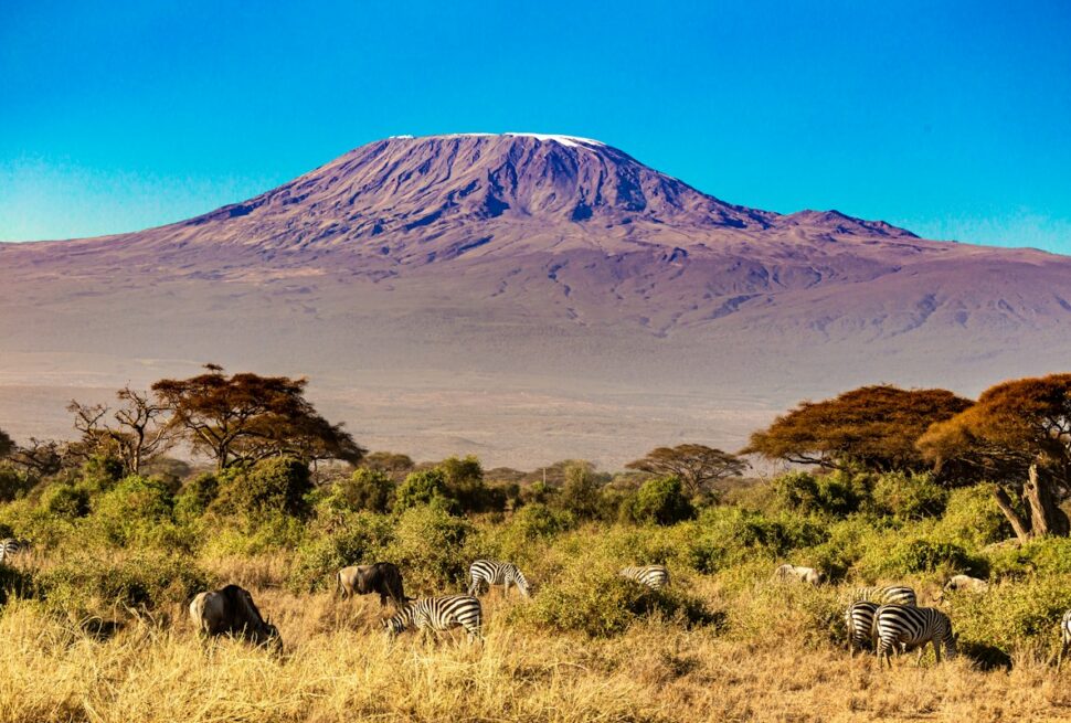 Kenya safari in December - zebras grazing in Amboseli National Park with Mount Kilimanjaro behind