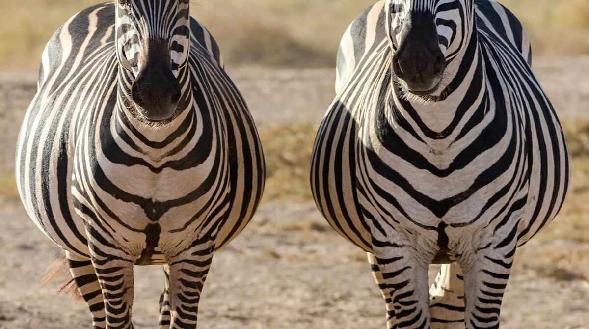 Kenya Safari in January: Weather, Wildlife, Costs and Where to Go
