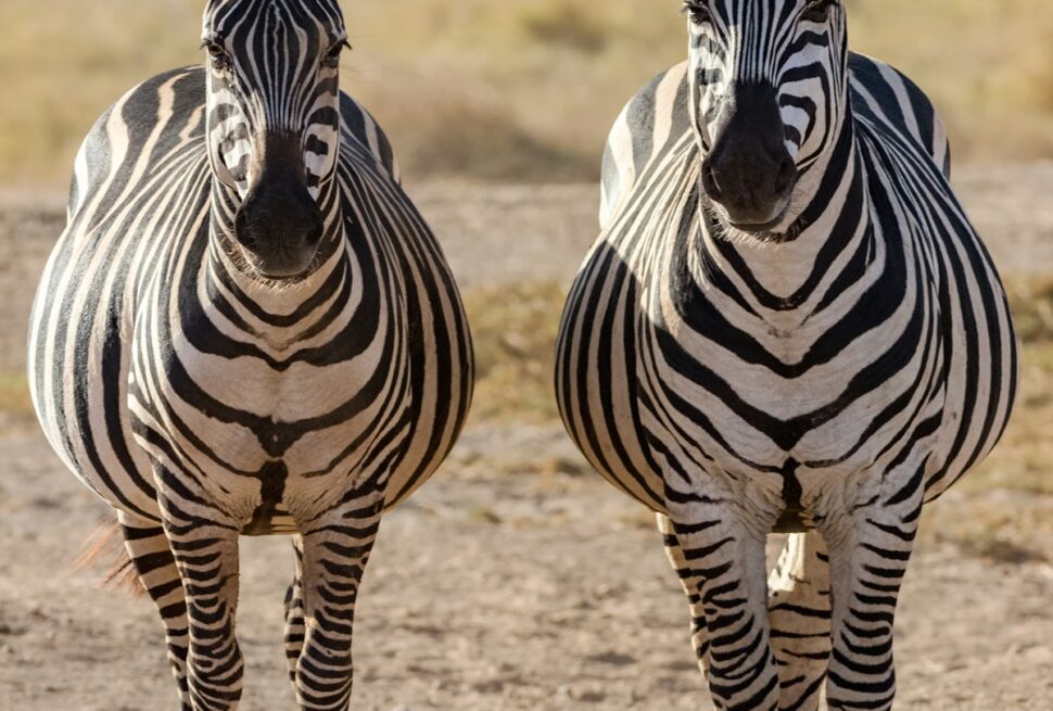 Kenya safari in January – a zebra standing on the dry plains of Amboseli, Kenya