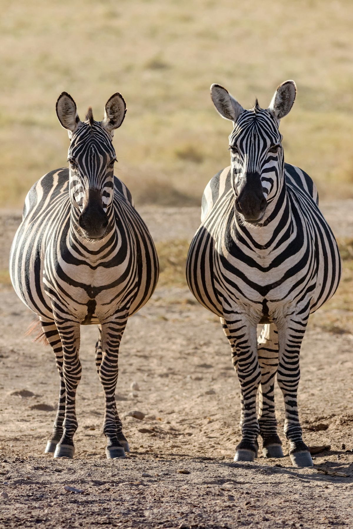 Kenya safari in January – a zebra standing on the dry plains of Amboseli, Kenya