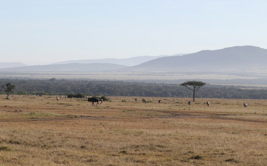 Kenya Safari Vaccinations and Malaria: What You Really Need