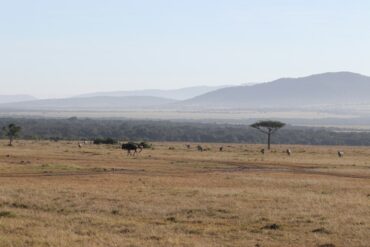 Kenya safari vaccinations – wildlife grazing on the plains of the Masai Mara National Reserve