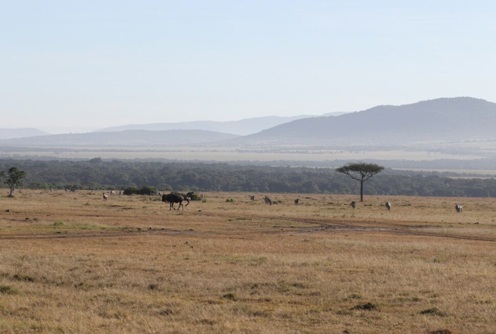 Kenya safari vaccinations – wildlife grazing on the plains of the Masai Mara National Reserve