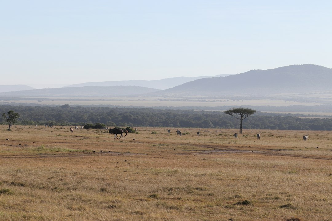 Kenya safari vaccinations – wildlife grazing on the plains of the Masai Mara National Reserve