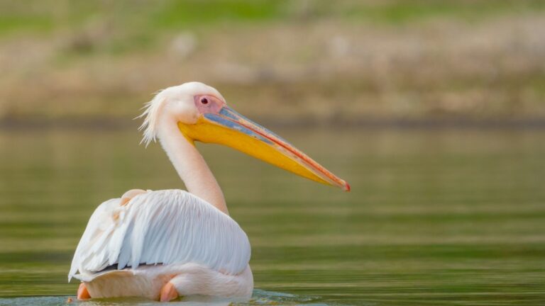 Lake Naivasha Lodges by Shore, From Hell’s Gate Resorts to Quiet Ranch Houses