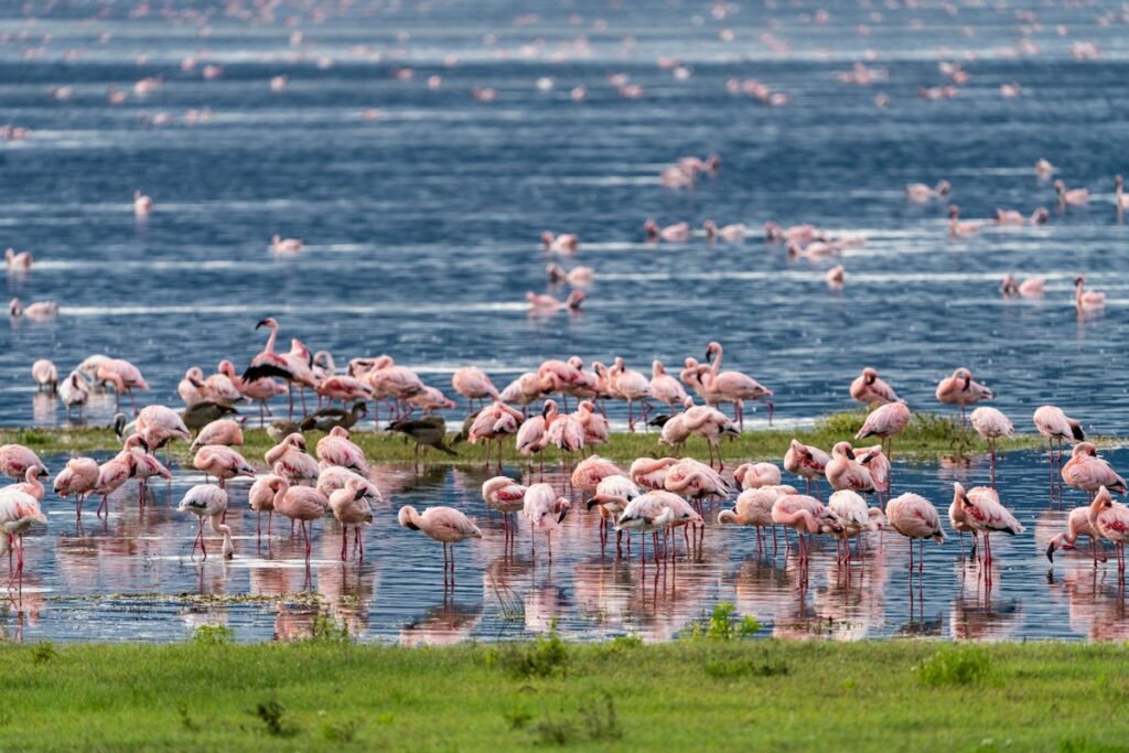 Large flock of flamingos in northern Tanzania