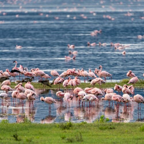 Large flock of flamingos in northern Tanzania