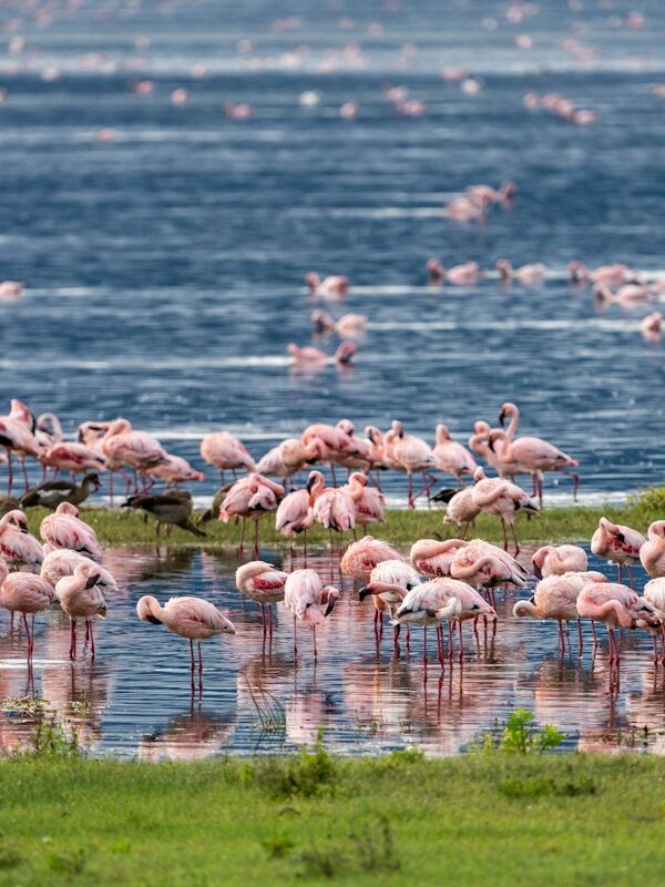 Large flock of flamingos in northern Tanzania