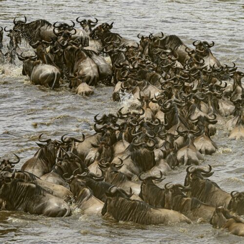 Large herd of wildebeest crossing a river during the migration