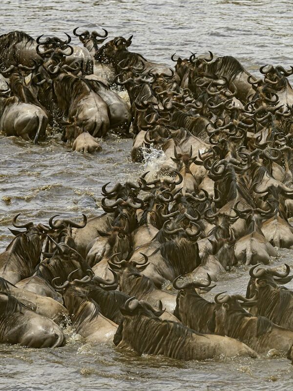 Large herd of wildebeest crossing a river during the migration