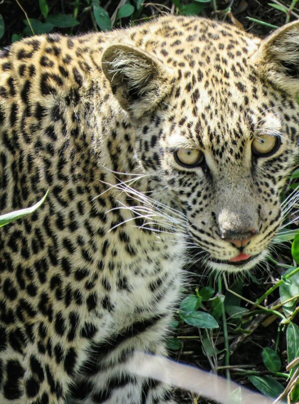 Leopard in the long grass of the Masai Mara National Reserve
