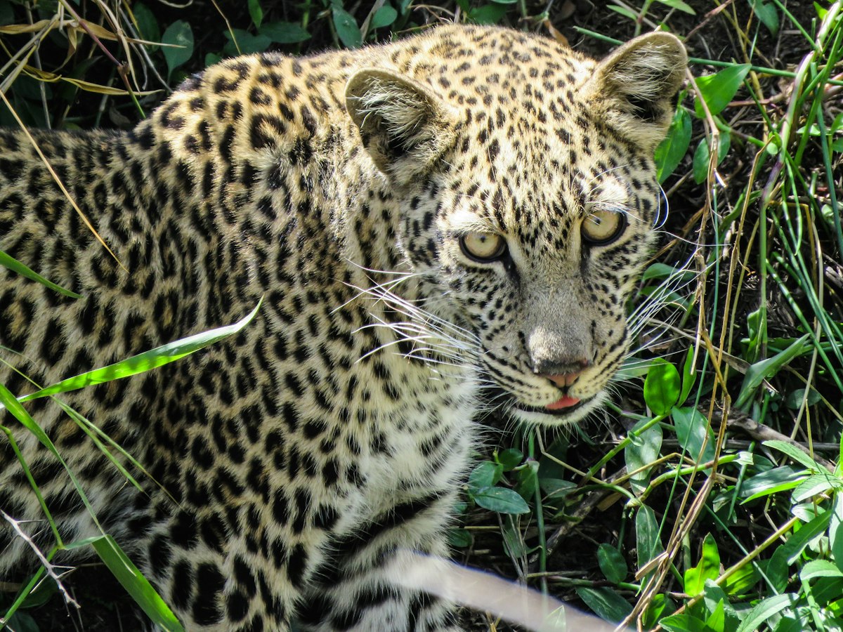 Leopard in the long grass of the Masai Mara National Reserve