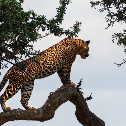 Leopard on a tree branch in the Masai Mara