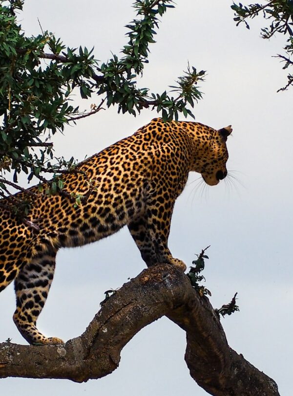 Leopard on a tree branch in the Masai Mara