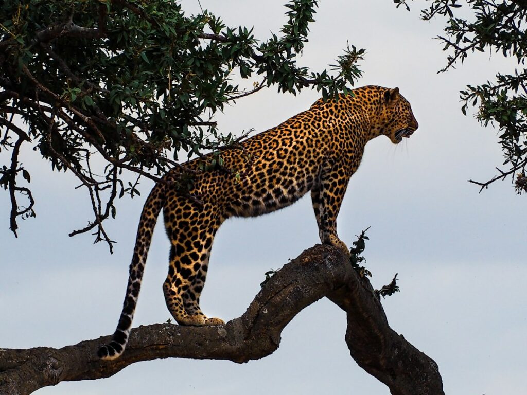 Leopard on a tree branch in the Masai Mara